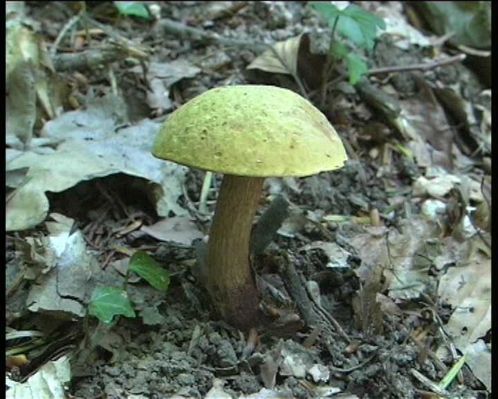 Winkel   ( FRA )   28.08.2004    1 Serie